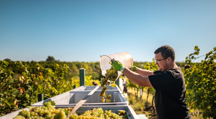 Slavnosti vinobraní, to je burčák, historické průvody i kroje. Ale i husičky či dýně