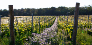 VINICE JAKO ŠPERK. Soutěž Vinařství roku 2025 ocení nově i péči o krajinu