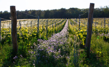 VINICE JAKO ŠPERK. Soutěž Vinařství roku 2025 ocení nově i péči o krajinu