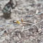Champagne – 033