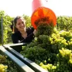 OeWM_Robert-Herbst_winzerin_bei_der_lese_winzerjahr_2021_aigner100