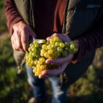 OeWM_www-pov-at_herbst-0013792_jpg