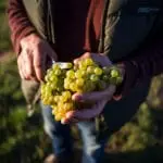 OeWM_www-pov-at_herbst-0013792_jpg