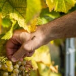 OeWM_www-pov-at_herbst-4647_jpg