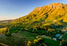 SVĚTOVÁ PRODUKCE VÍNA 2025 dle OIV mírně vzrostla. Podobu sklizně znovu ovlivnily klimatické výkyvy Jihoafrický region Stellenbosch a vinařská krajina kolem vinařství Thelema