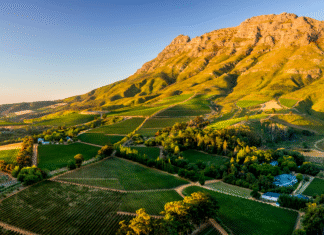 SVĚTOVÁ PRODUKCE VÍNA 2025 dle OIV mírně vzrostla. Podobu sklizně znovu ovlivnily klimatické výkyvy Jihoafrický region Stellenbosch a vinařská krajina kolem vinařství Thelema