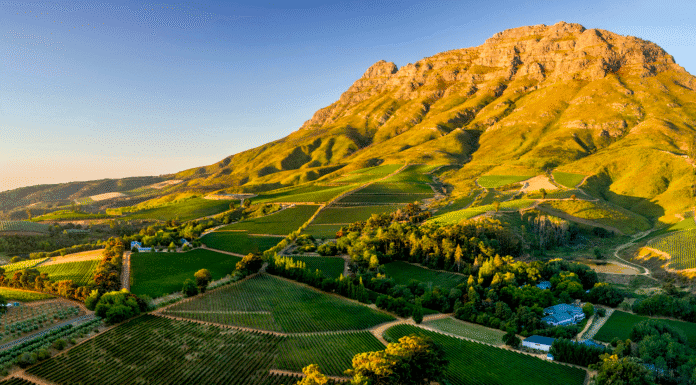 SVĚTOVÁ PRODUKCE VÍNA 2025 dle OIV mírně vzrostla. Podobu sklizně znovu ovlivnily klimatické výkyvy Jihoafrický region Stellenbosch a vinařská krajina kolem vinařství Thelema