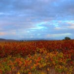 Vína_čína_Swartland_winery