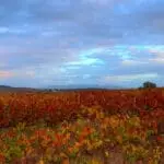 Vína_čína_Swartland_winery