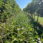 Hlubokokořenící směs 2