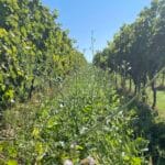 Hlubokokořenící směs 2 (kopie)