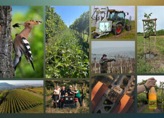 SILNÁ ŠESTKA. Vinařství roku 2025 jde do finále. Vítěze budeme znát v únoru