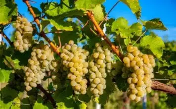 NEJVĚTŠÍ SVÁTEK „VLAŠÁKU“ V EVROPĚ! Zámek v Mikulově láká na unikátní festival
