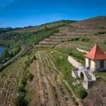 vinoce zernoseky – 006